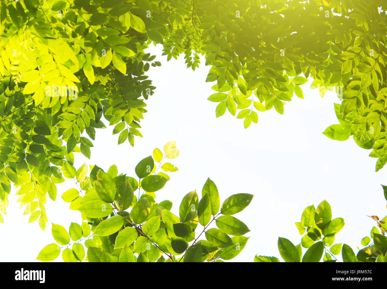 Wallpaper #HGhEGZMBSpphPi3-MRYQ227 Abstract Natural Backgrounds for Your Design Stock Photo Alamy