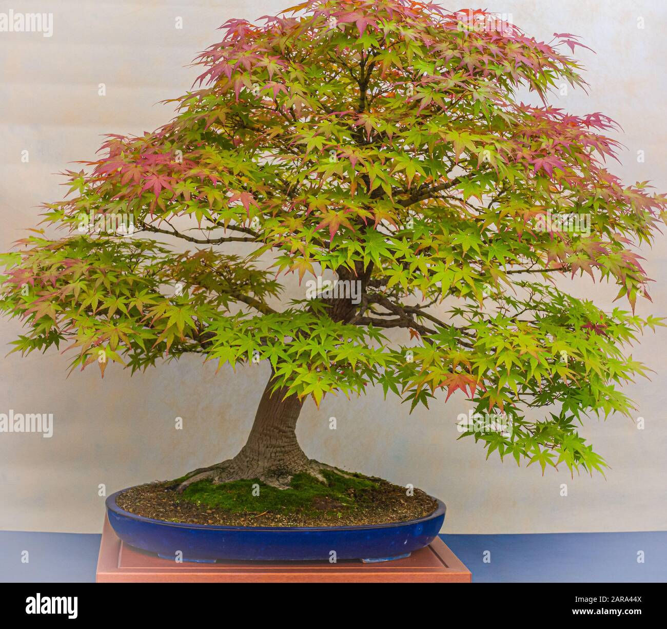 Wallpaper #jWdLE5MBSpphPi3-Rv-o263 A Small Bonsai Tree in a Ceramic Pot Acer Palmatum Bonsai Japanese
