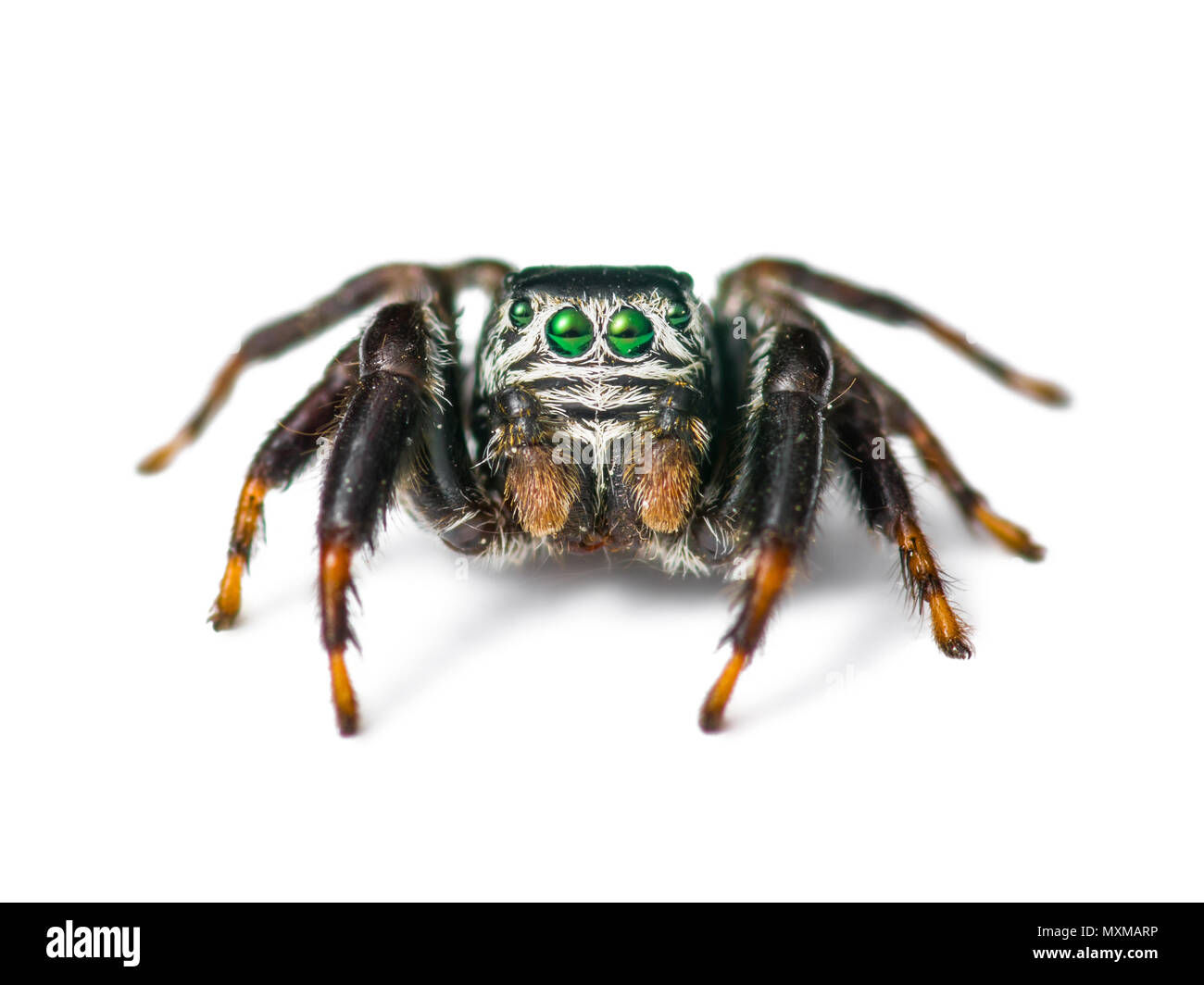 Wallpaper #e2dv9JIBSpphPi3-JXru243 Jumping Spider Cut Out Stock Images Pictures Alamy