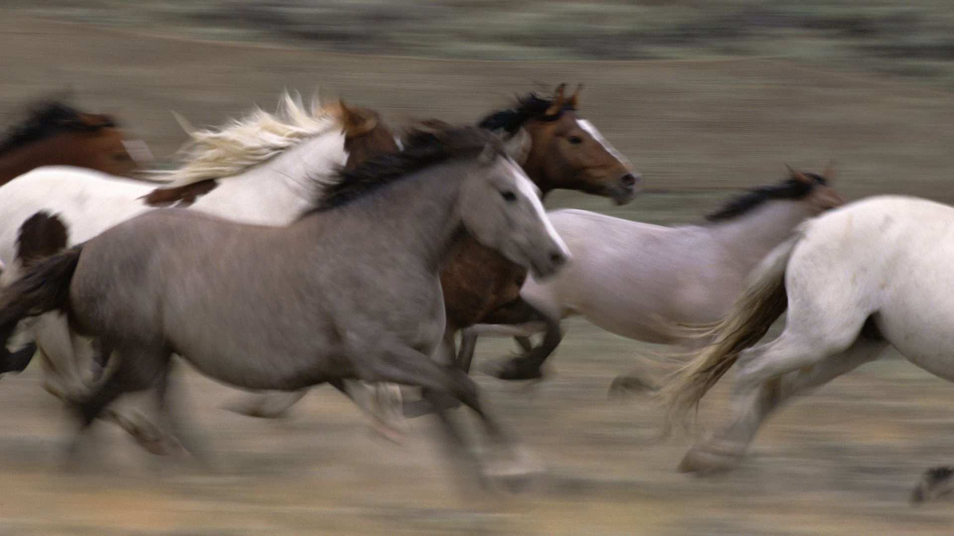 Wallpaper #fEW2j44B7YBJg1BV7p3030 Mustangs Horse at Run Animals Free HD Wallpapers Horses