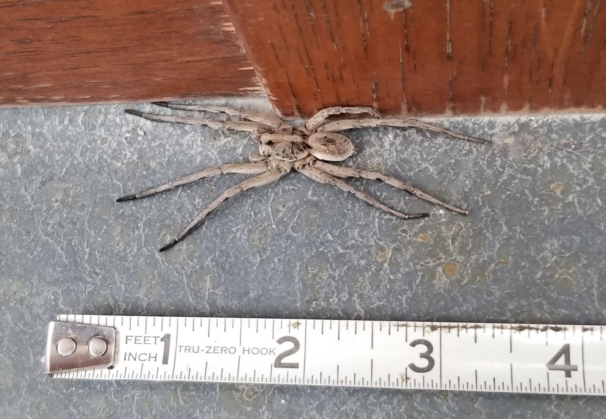 Wallpaper #VWcg6ZIBSpphPi3-e0A-106 What Was That Giant Spider in the Kansas Statehouse Kansas Public
