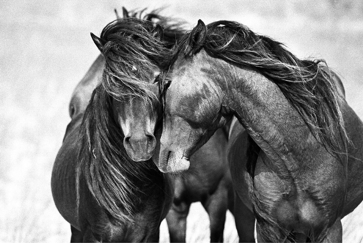 Wallpaper #CR2YLJMBlOZrFDOk0ssm199 Pin by Miyuki on Love Horses Island Horse Wild Horses