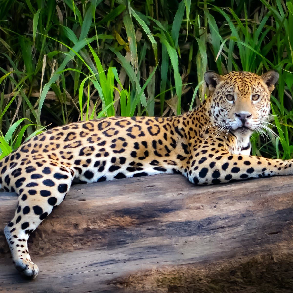 Wallpaper #sXf8J5MB-pgBXx60hKh225 Rainforest Animals Facts Jaguar Images Zoo Animals