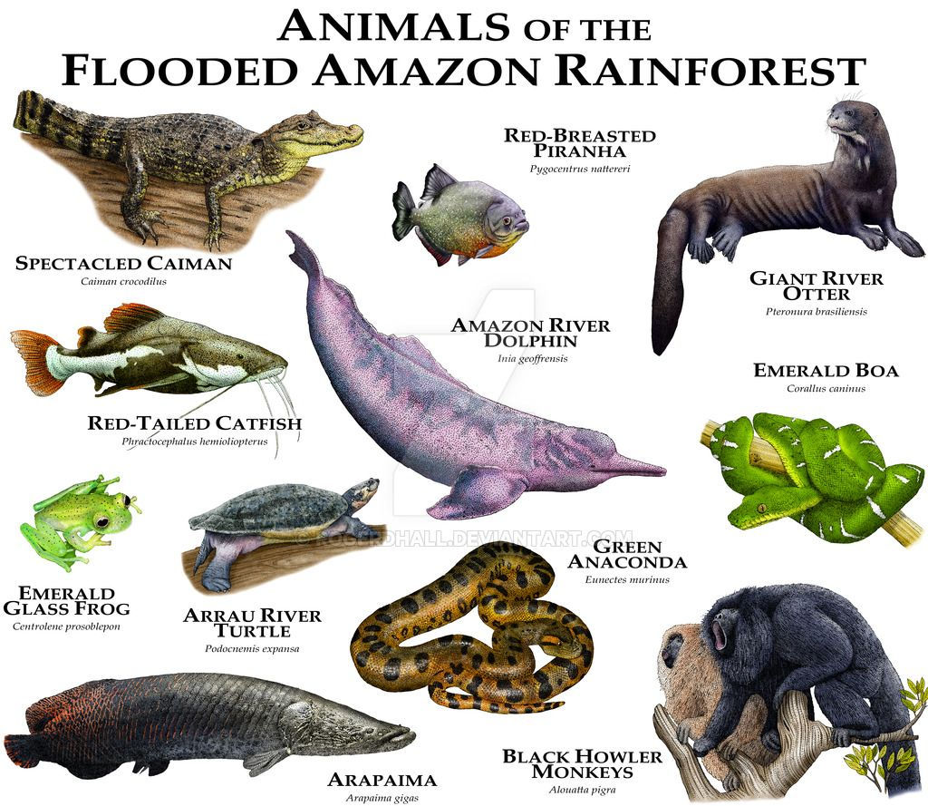 Wallpaper #sXf8J5MB-pgBXx60hKh217 Amazon Rainforest Animals List and Pictures Rainforest Animal