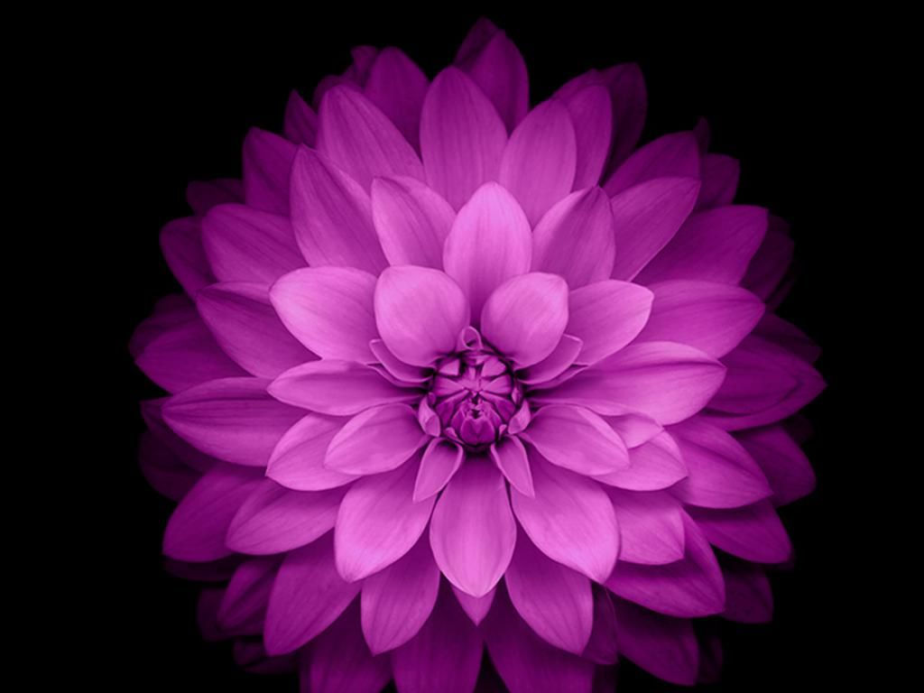 Wallpaper #dWfmDJMBSpphPi3-1OHu189 Purple Lotus Flower Wallpapers Wide Flower Desktop Wallpaper Purple