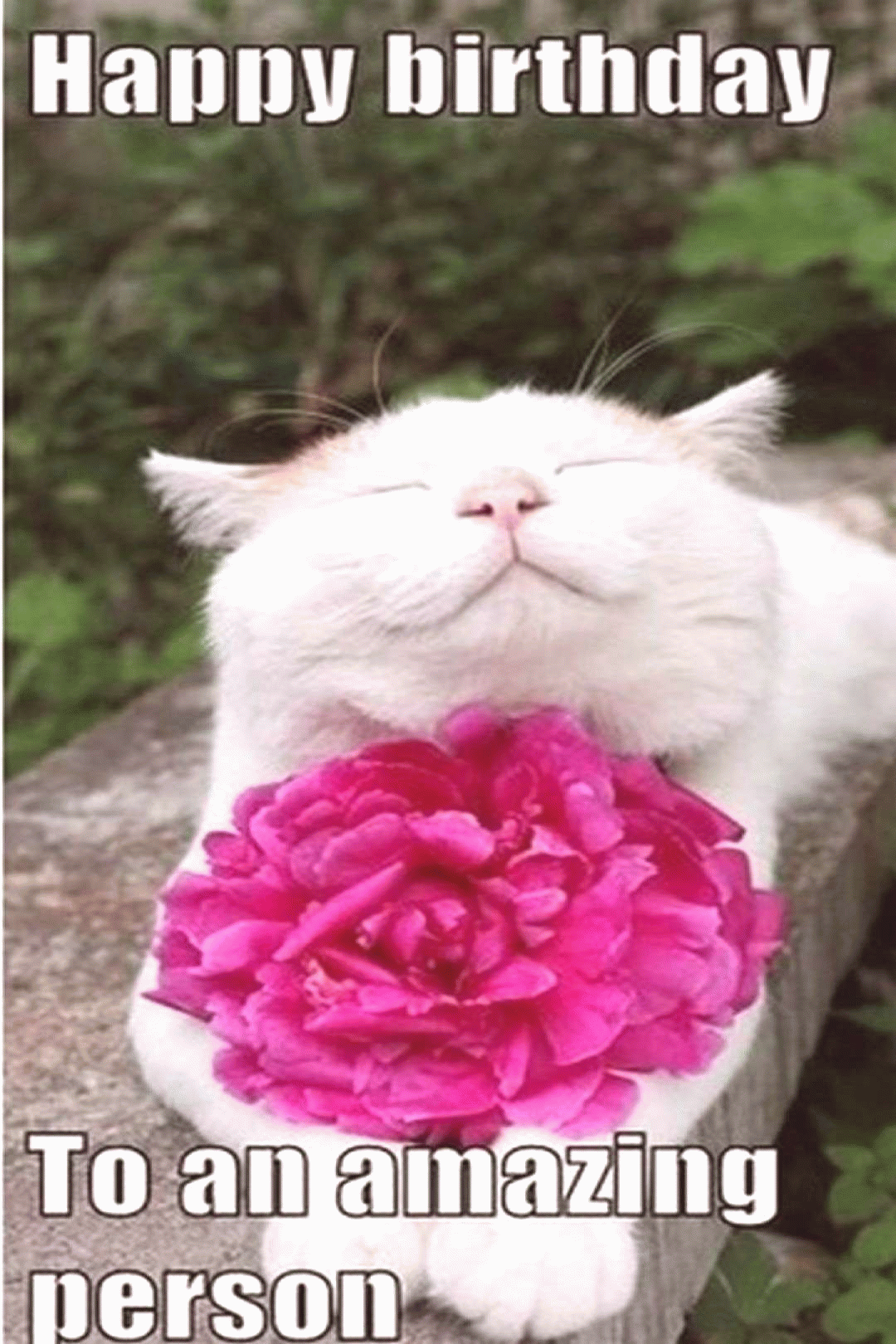 Wallpaper #-2jSE5MBSpphPi3-AgEt141 101 Funny Cat Birthday Memes for the Feline Lovers in Your Life Happy
