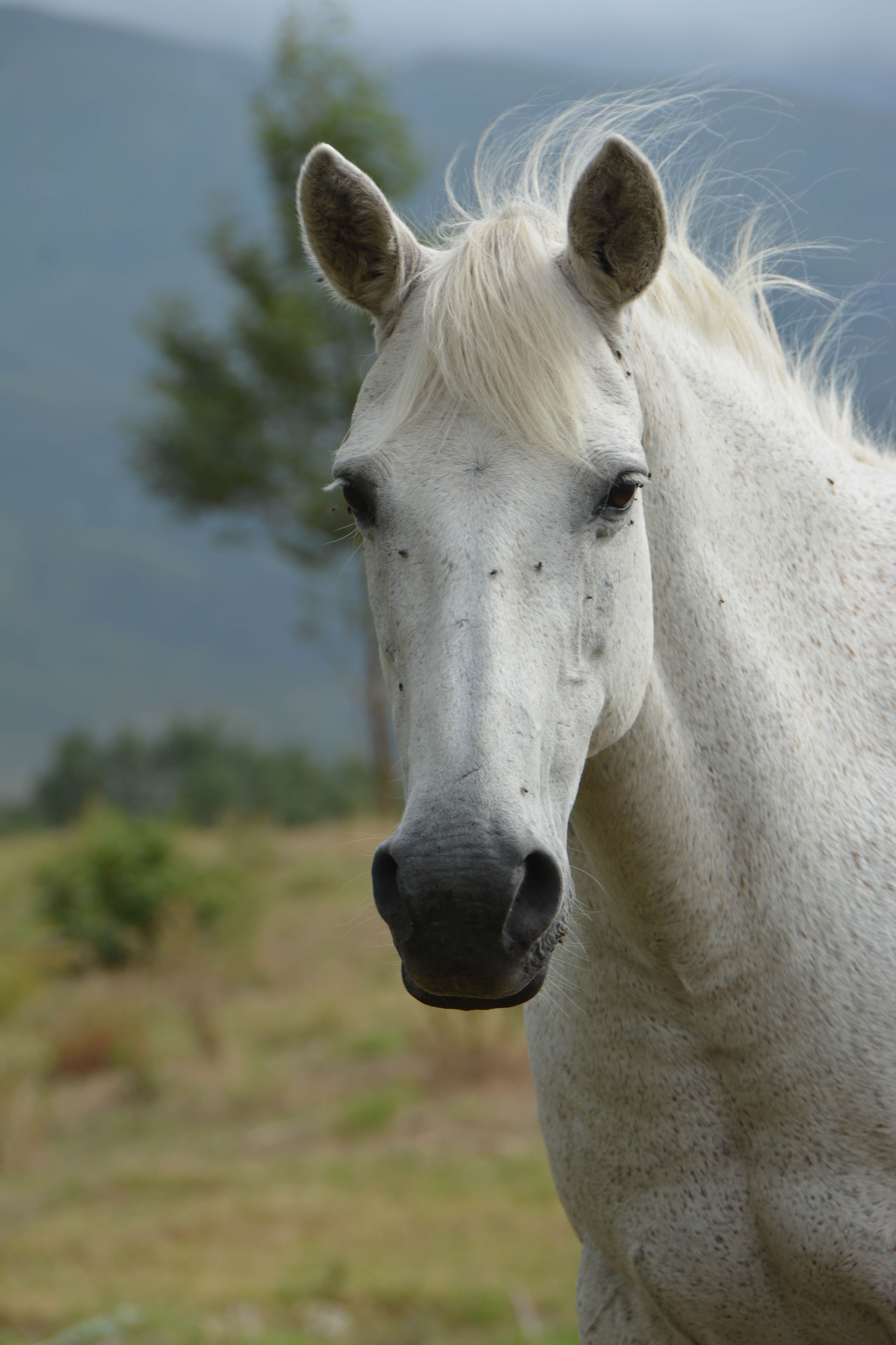 Wallpaper #8h2ULJMBlOZrFDOkIMqE23 Beautiful White Horse Stallion Horses Pretty Horses Horses