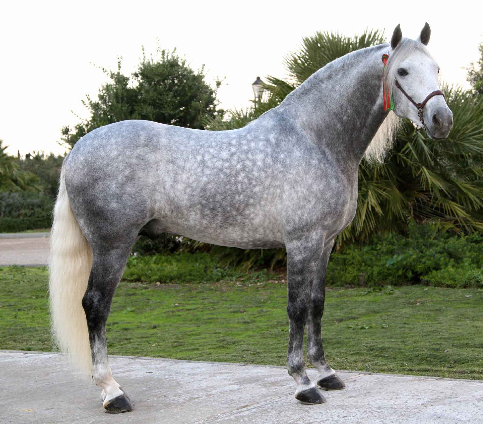 Wallpaper #ovBcgJcBi4JM6agGYCEx164 View Topic Euphorian Thoroughbred 485 Chicken Smoothie