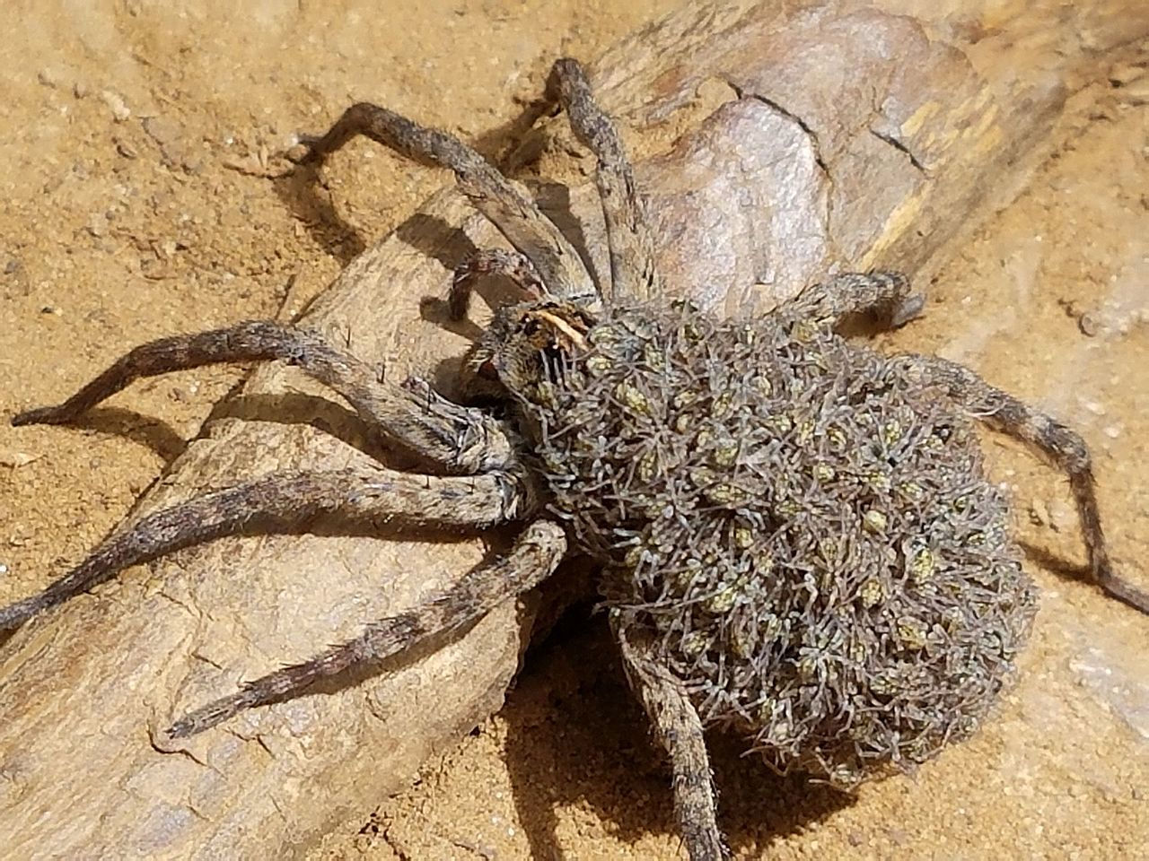 Wallpaper #4WiTH5MBSpphPi3-kStI266 Biggest Australian Wolf Spider at Caroline Phillips Blog