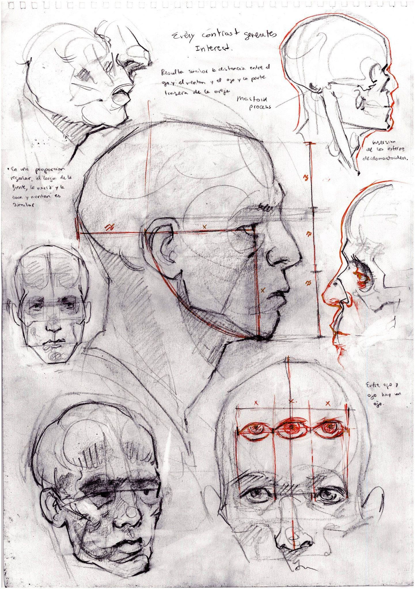 Wallpaper #WWdkEpMBSpphPi3-tvsO164 Head Structure by David Gau Httpdavidgaublogspotcom Drawing