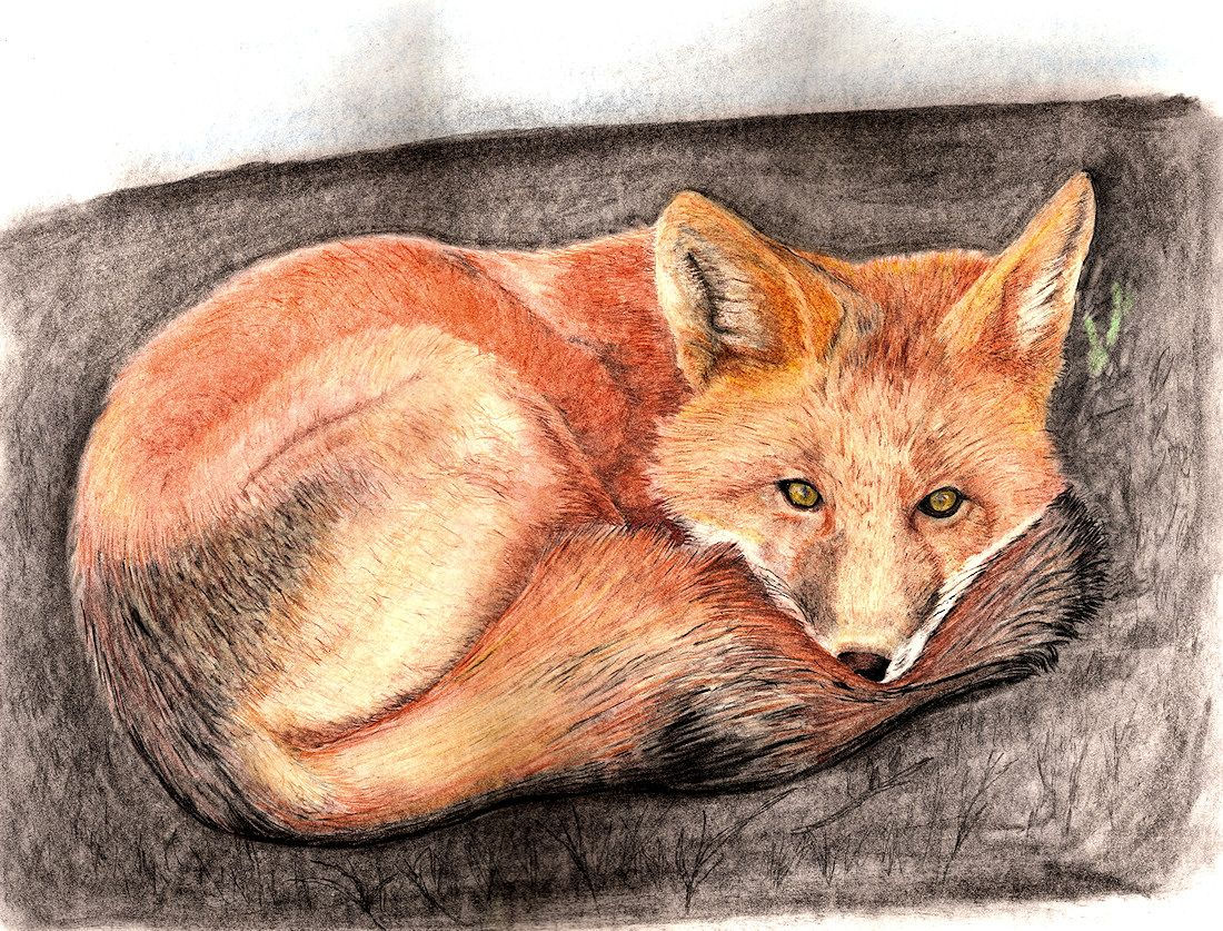 Wallpaper #OBqEUJMB1yWOL4qgwYA7274 Pix for Fox Drawings in Pencil Fox Drawing Drawings Pencil Drawings