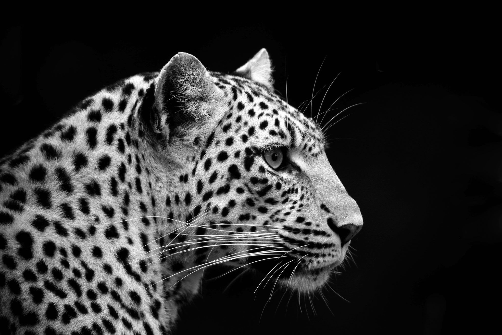Wallpaper #uh25LJMBlOZrFDOkessc12 8 National Geographic Photographers Share Their Animal Muses Animals