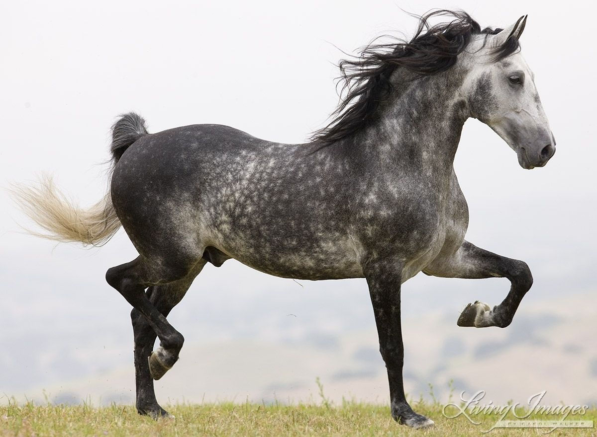 Wallpaper #ovBcgJcBi4JM6agGYCEx91 Ojai Ca Purebred Horse Dappled Grey Andalusian Doing Passage