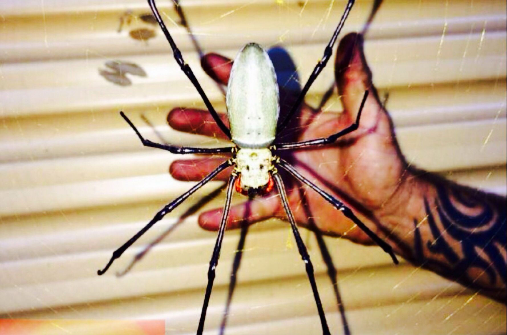 Wallpaper #ce6bd Giant Spider on the Ceiling of an Abandoned Psychiatric Hospital R