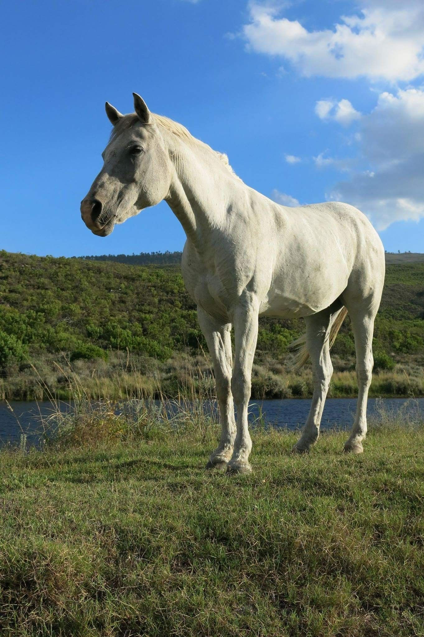 Wallpaper #8h2ULJMBlOZrFDOkIMqE255 Beautiful White Horse Nature Inspiration Horses White Horse