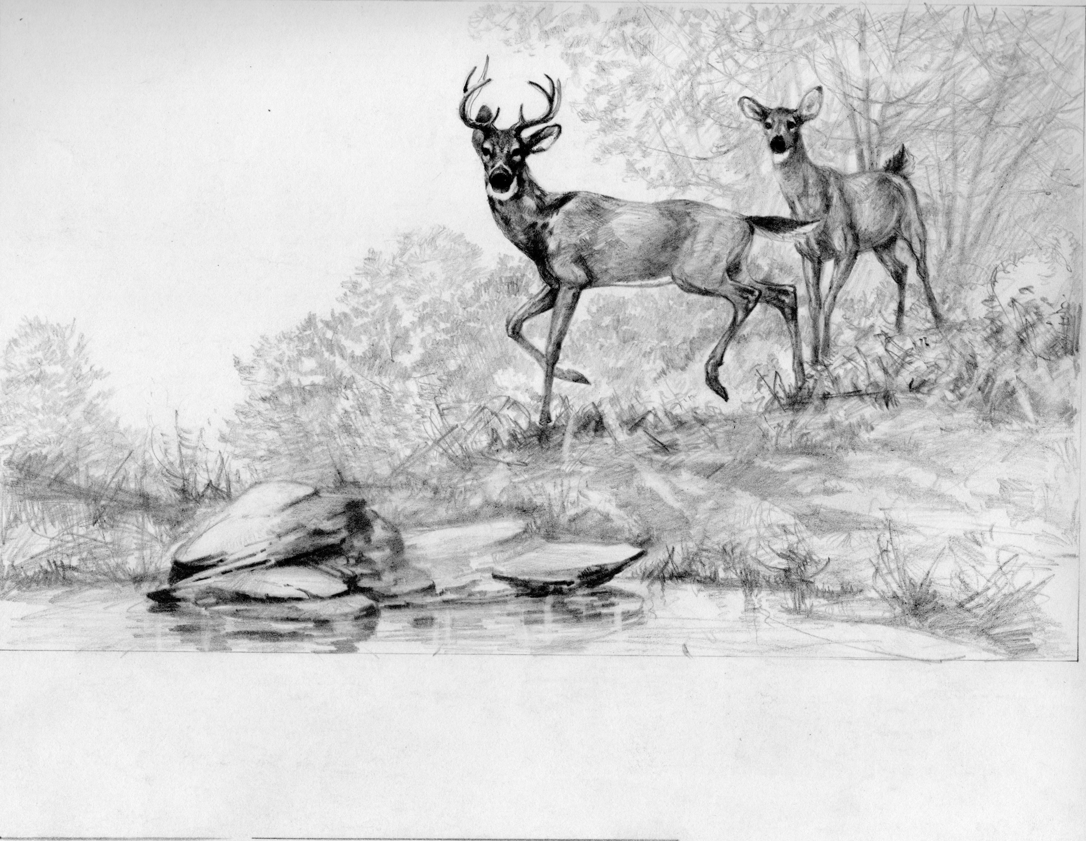 Wallpaper #d2c4EZMBSpphPi3-OPZ1174 Deer Easy Forest Pencil Drawing Img Cahoots