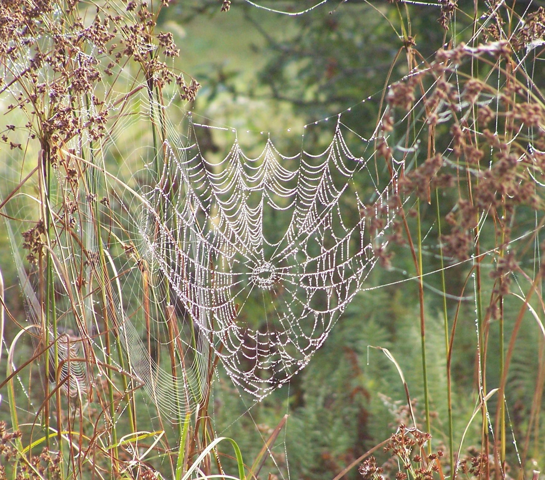Wallpaper #mWf1-JIBSpphPi3-LItN283 Spider Art