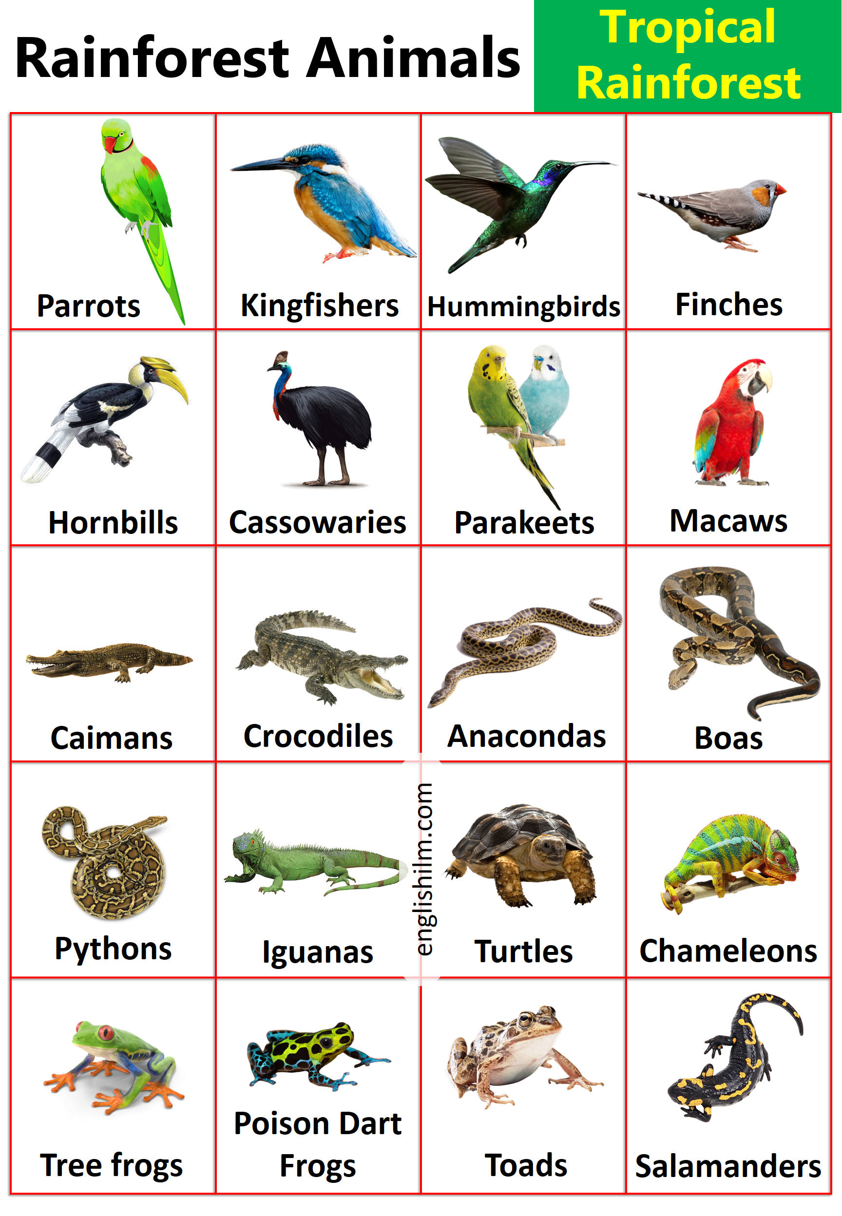 Wallpaper #sXf8J5MB-pgBXx60hKh252 Rainforest Animals with Types of Rainforest Animals Artofit