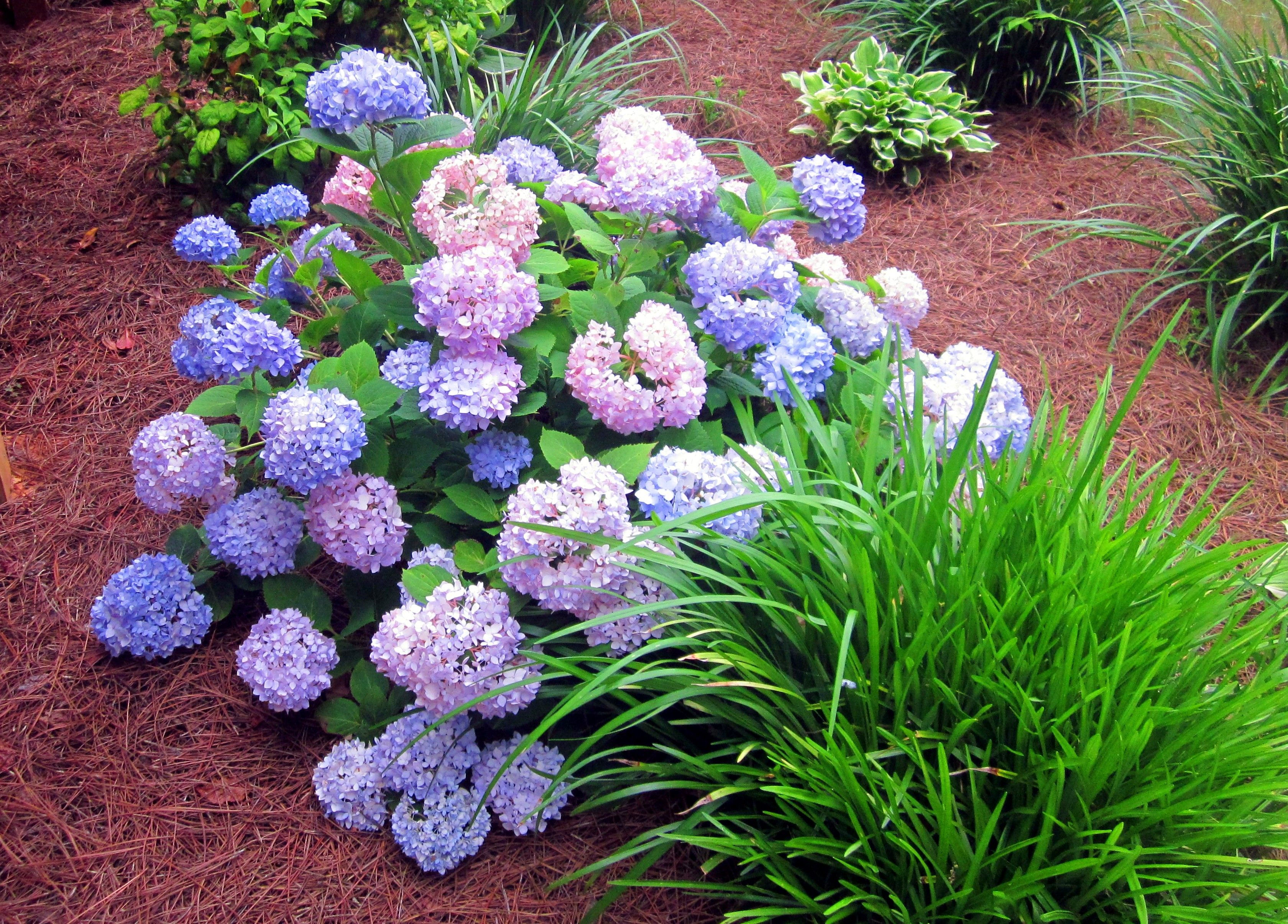 Wallpaper A26DC Low Flowering Shrubs for Shade Fanny Healthy Life HD Wallpaper A26DC