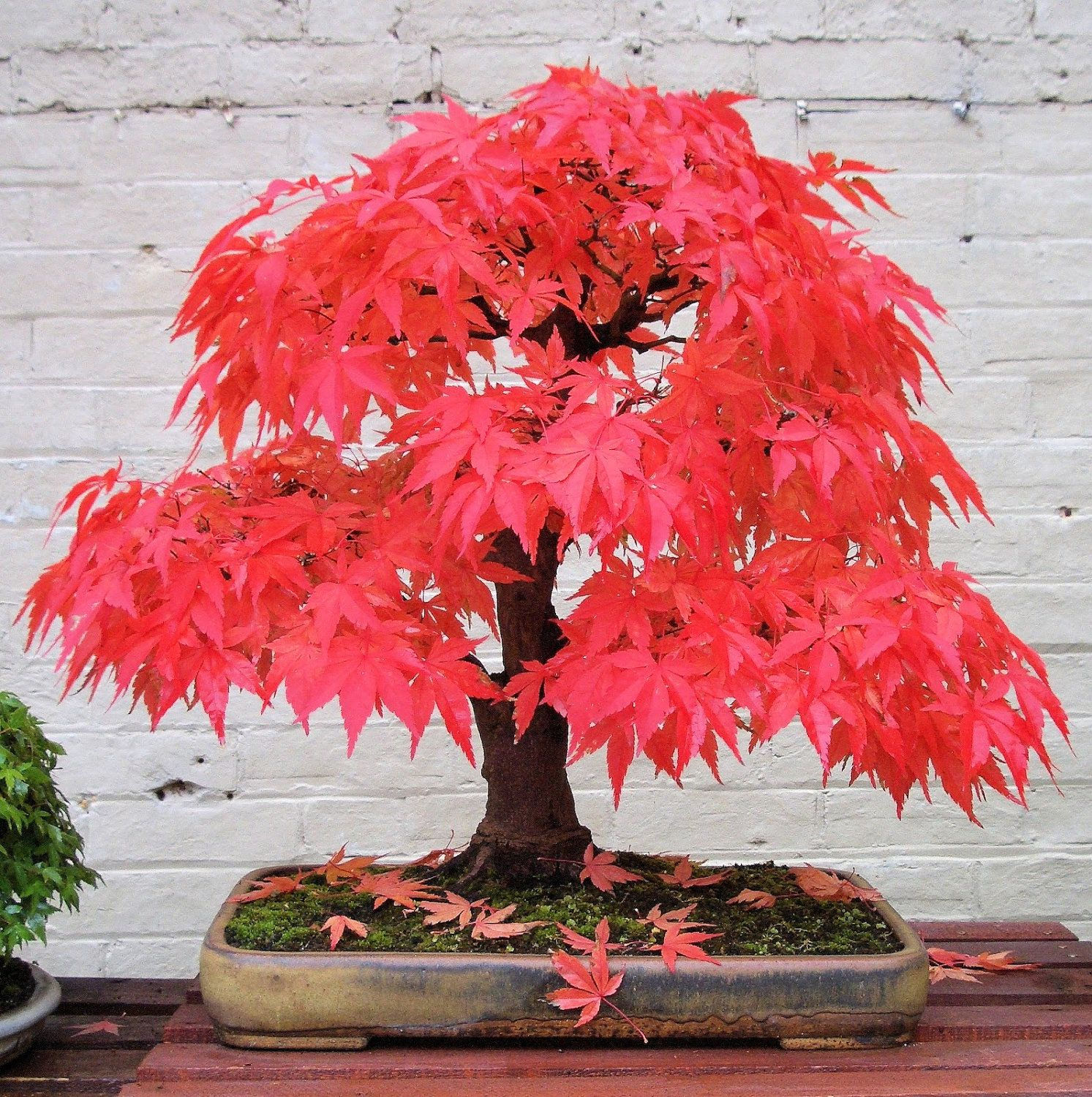 Wallpaper #jWdLE5MBSpphPi3-Rv-o548 Japanese Maple Bonsai for Sale