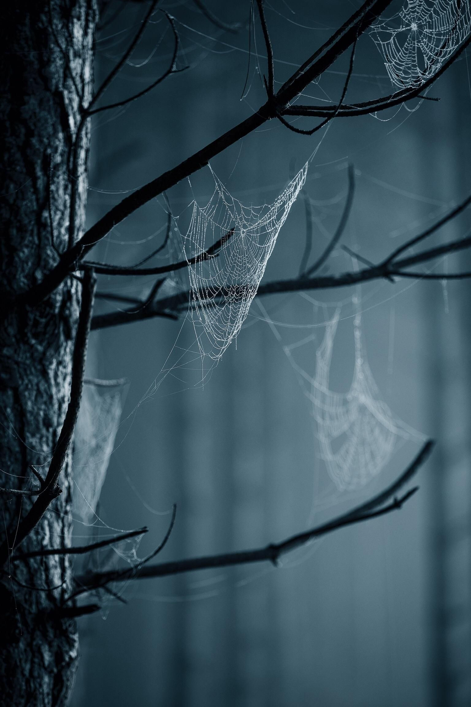 Wallpaper #mWf1-JIBSpphPi3-LItN188 Itap Spiderweb in a Foggy Forest Foggy Forest Haunted Forest Forest
