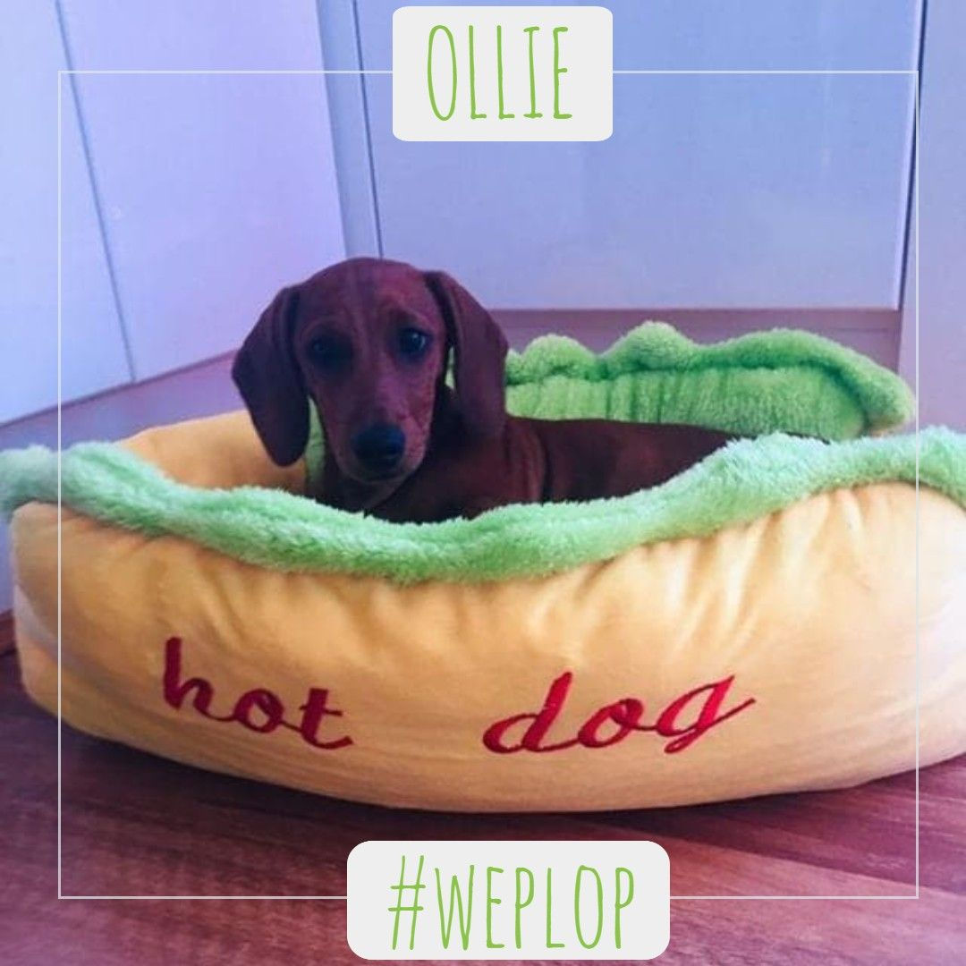 Wallpaper #9Gh7HJMBSpphPi3-_SJ7175 Welcome to the Family Ollie Best Dogs Bean Bag Chair Rescue
