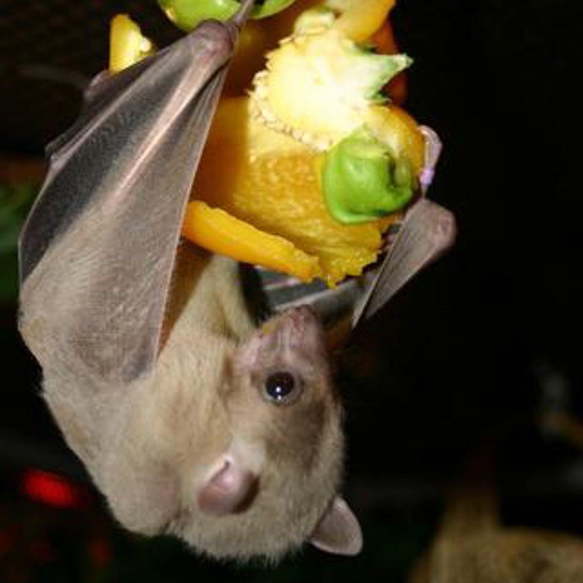 Wallpaper #dfTIOpMBKFX8bn3roXlL240 Bat Species Bat Flying Chiroptera Bat Houses Fruit Bat Power