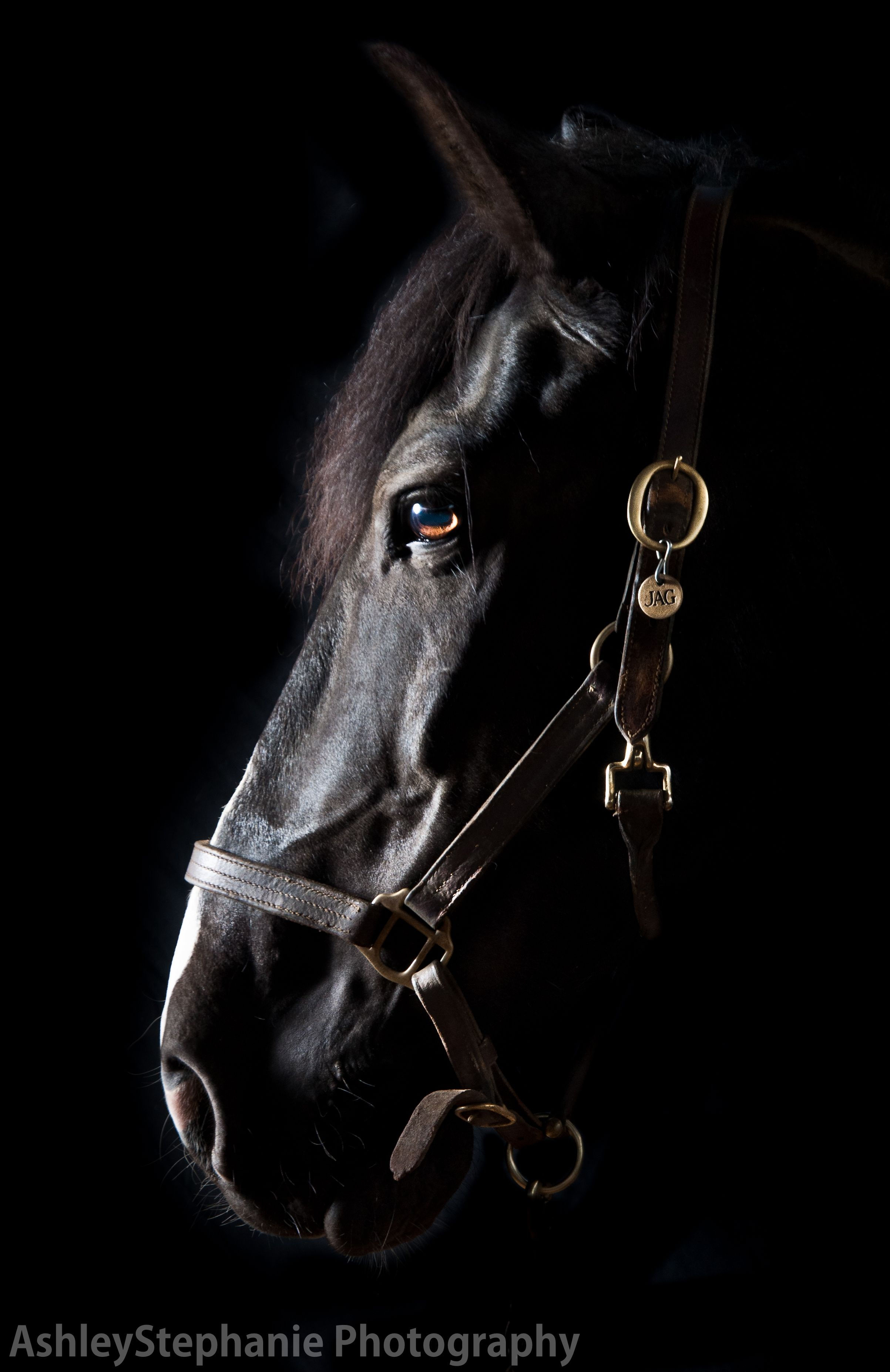 Wallpaper #CR2YLJMBlOZrFDOk0ssm230 My Friends Beautiful Horse This Whole Shoot Was Awesome Horses