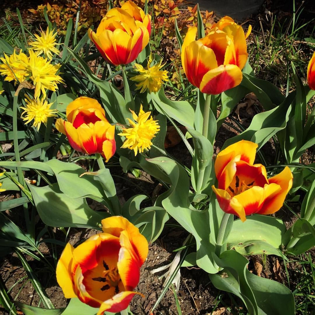 Wallpaper #0f480 Tulips Golden Varietie Stock Image Image of Grass 19338473