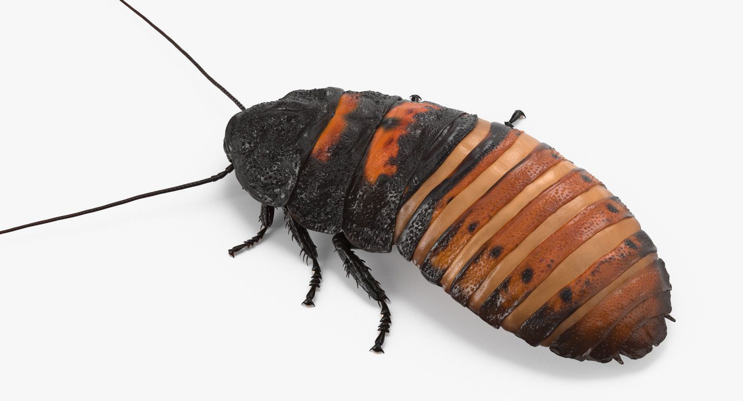 Wallpaper #SWdXCpMBSpphPi3-q9Qk232 Cockroach 3D Model Animation Sketchup Self Paced Tutorial
