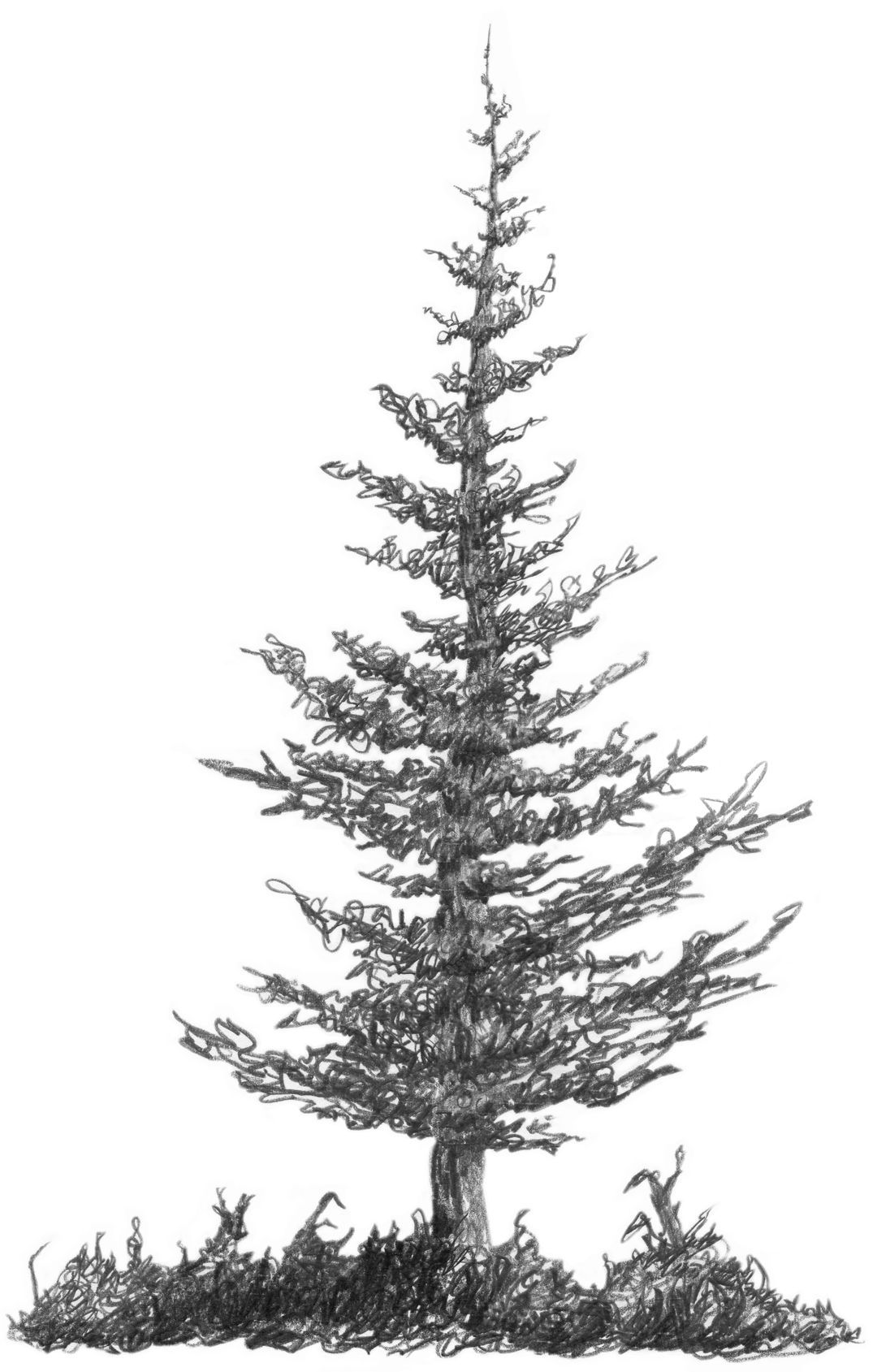Wallpaper #BWgvFZMBSpphPi3-Zwec94 Pencil Drawing Pine Trees Pencildrawing2019