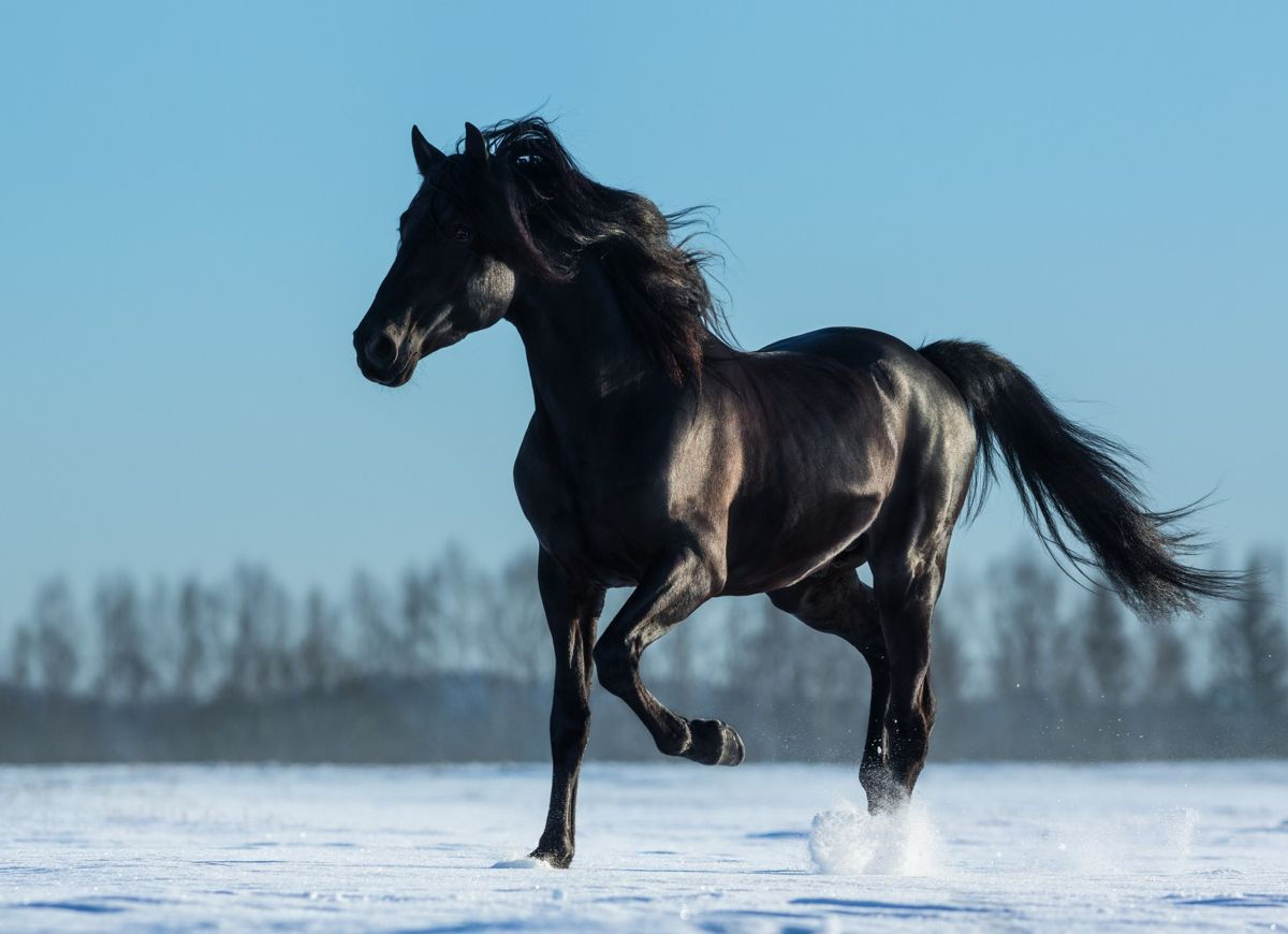 Wallpaper #-XMxhI4BFI5NbQks2hxF37 Mustang Horse Mustang Horse Names Standardbred Horse Horses Black