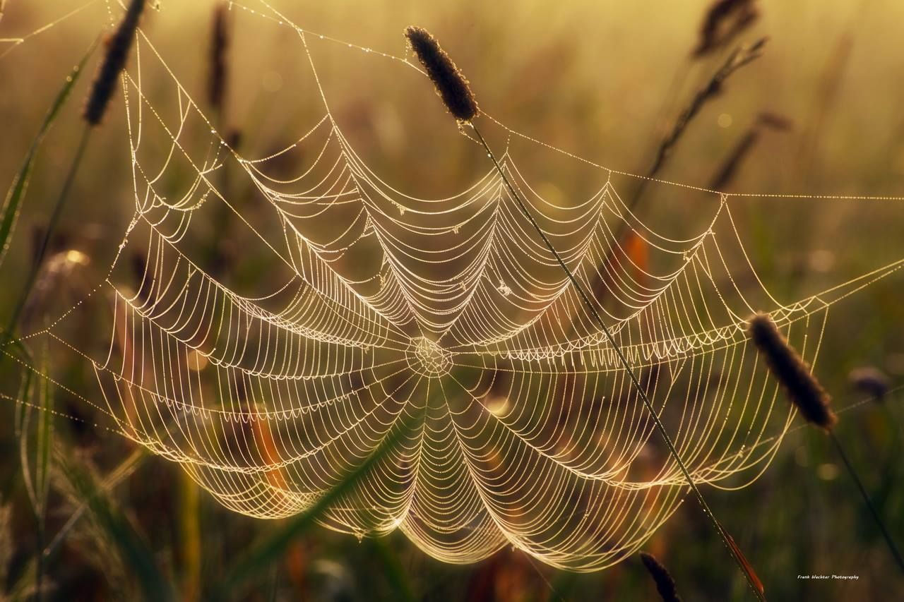 Wallpaper #sBmPEo8BtGB6xQ78TGM024 Spider Web with the Morning Dew Still on It Photo by Frank Wachter