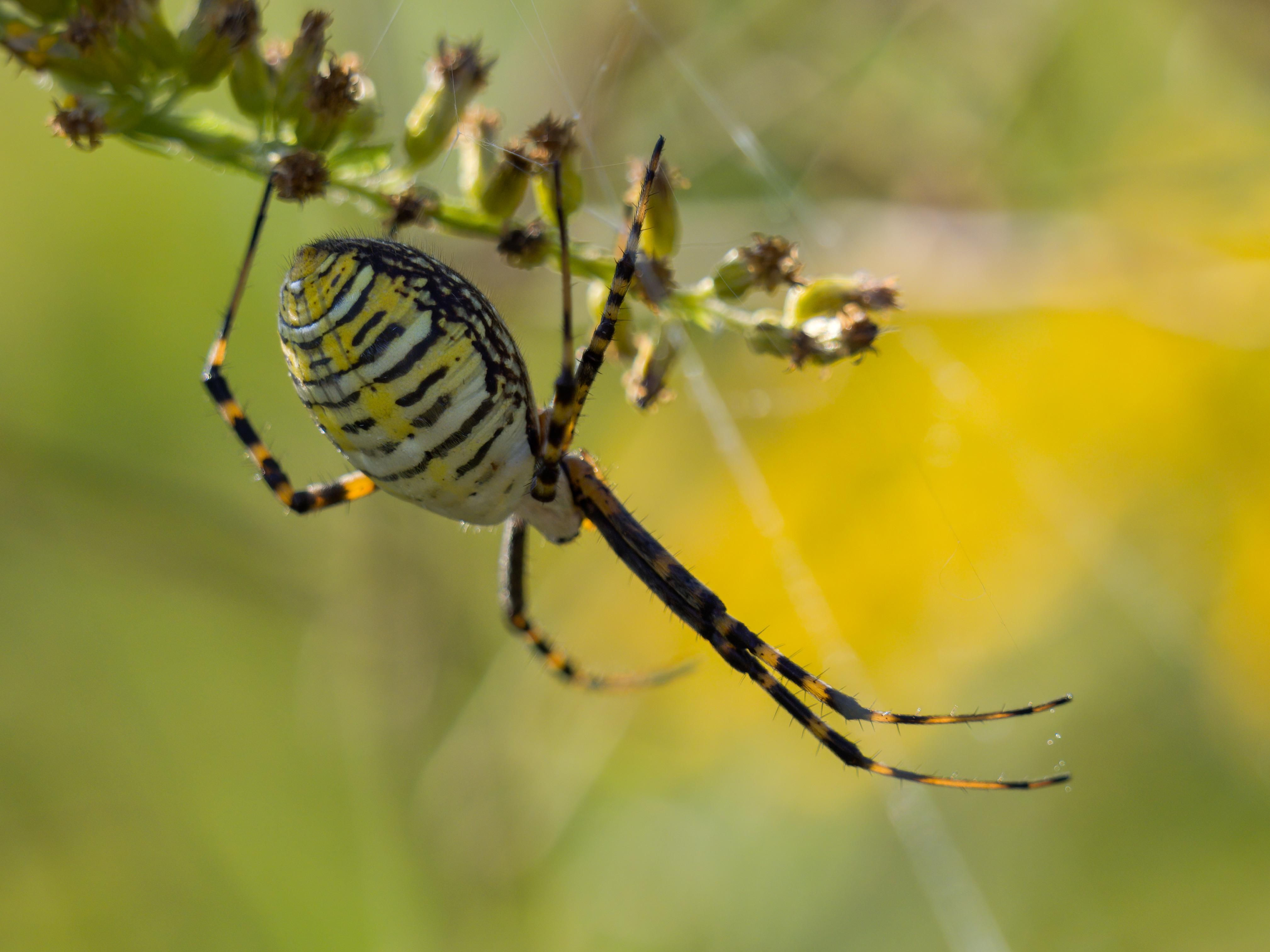 Wallpaper #WRnNEo8BtGB6xQ78GGR152 Orb Weaver Spider Hanging Upside Down Waiting for a Meal Wild