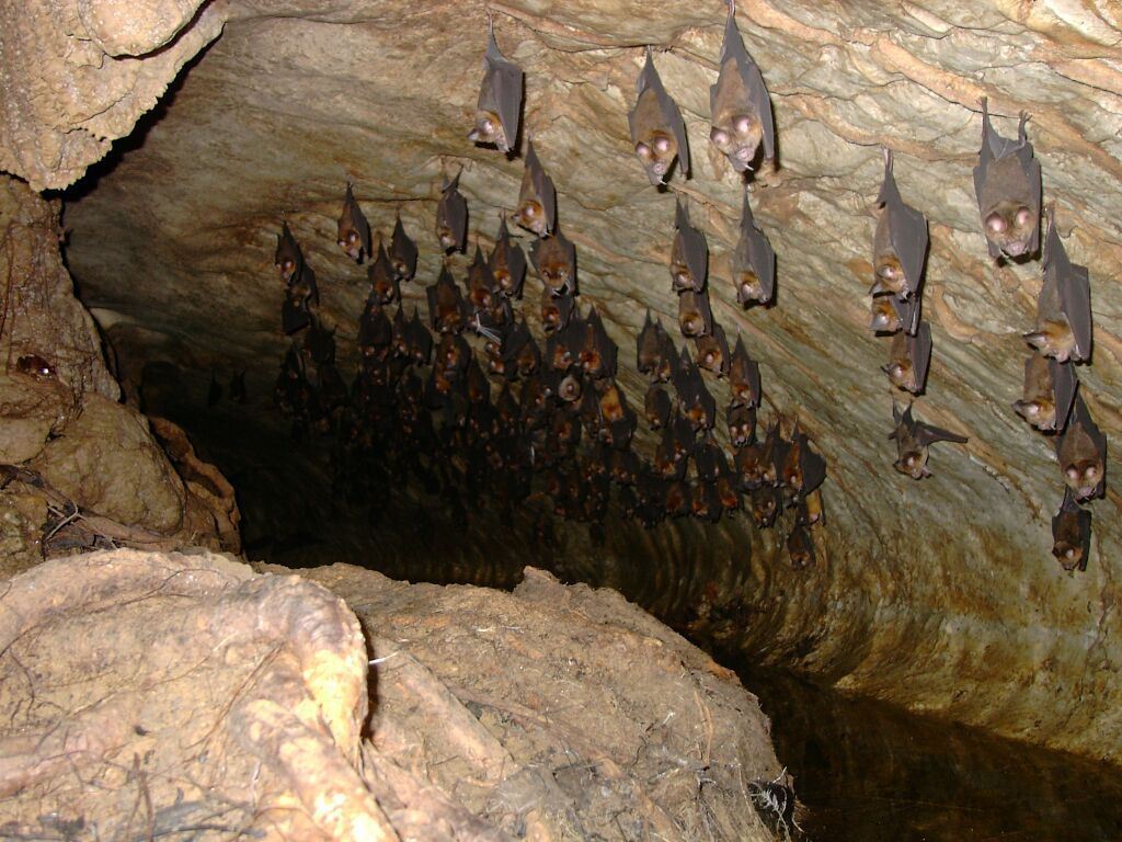 Wallpaper #ZRkzO48BtGB6xQ78Na8u34 Small Cave Filled with Bats Cave Paintings Cave Drawings Native