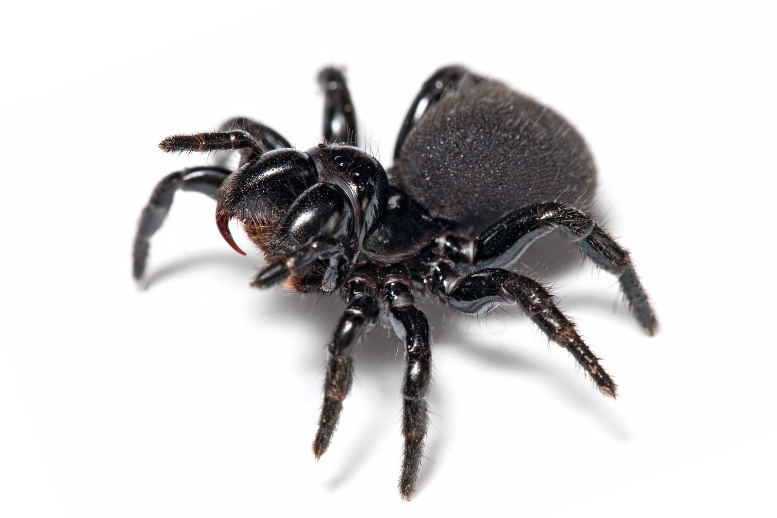 Wallpaper #ce6bd Giant Spider on the Ceiling of an Abandoned Psychiatric Hospital R