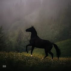 Wallpaper #Obgn3ZIBJvJKYCmEW_8d467 Majestic Black Horse Running in the Fog