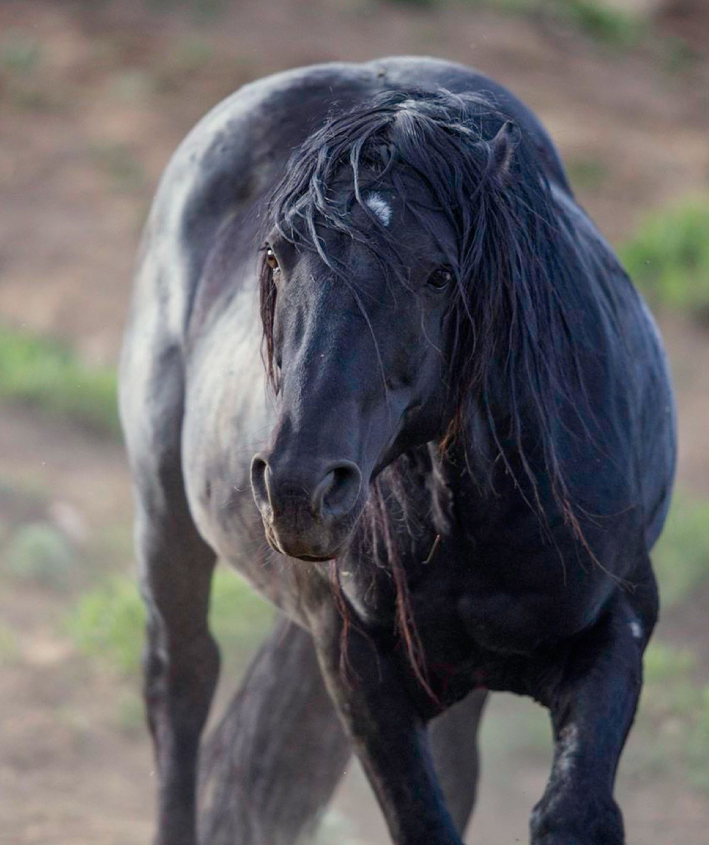 Wallpaper #-XMxhI4BFI5NbQks2hxF22 Wild Black Mustang Stallion in a Threatening Posture Ears Laid Back and