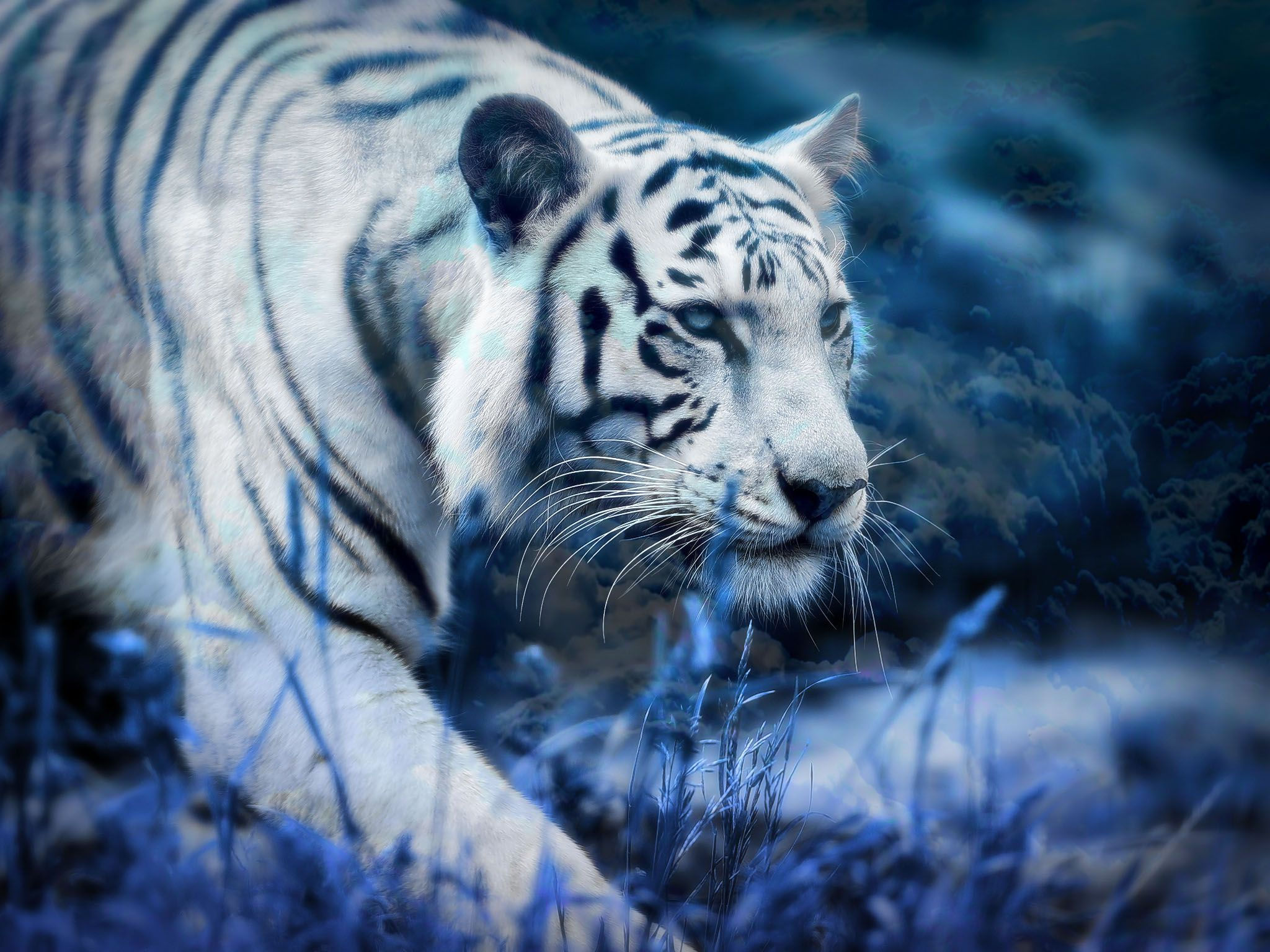 Wallpaper #l31Q8o4Bnwiau_P65wsR54 White Tiger Blue Clouds Computer Wallpapers Desktop Backgrounds