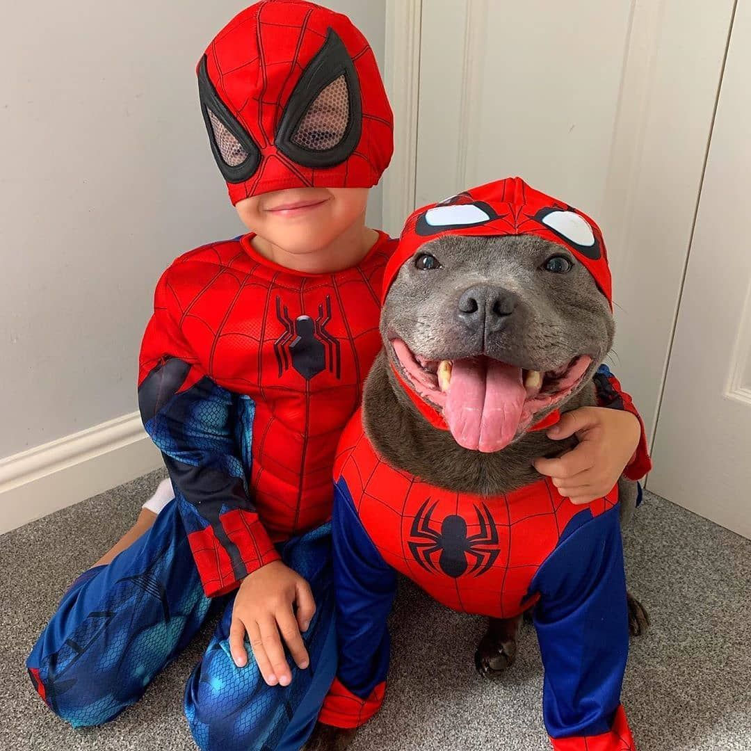 Wallpaper #v2hdGpMBSpphPi3-TBuD320 Spiderdog and Spiderkid Disfraces Para Mascotas Perros Mascotas