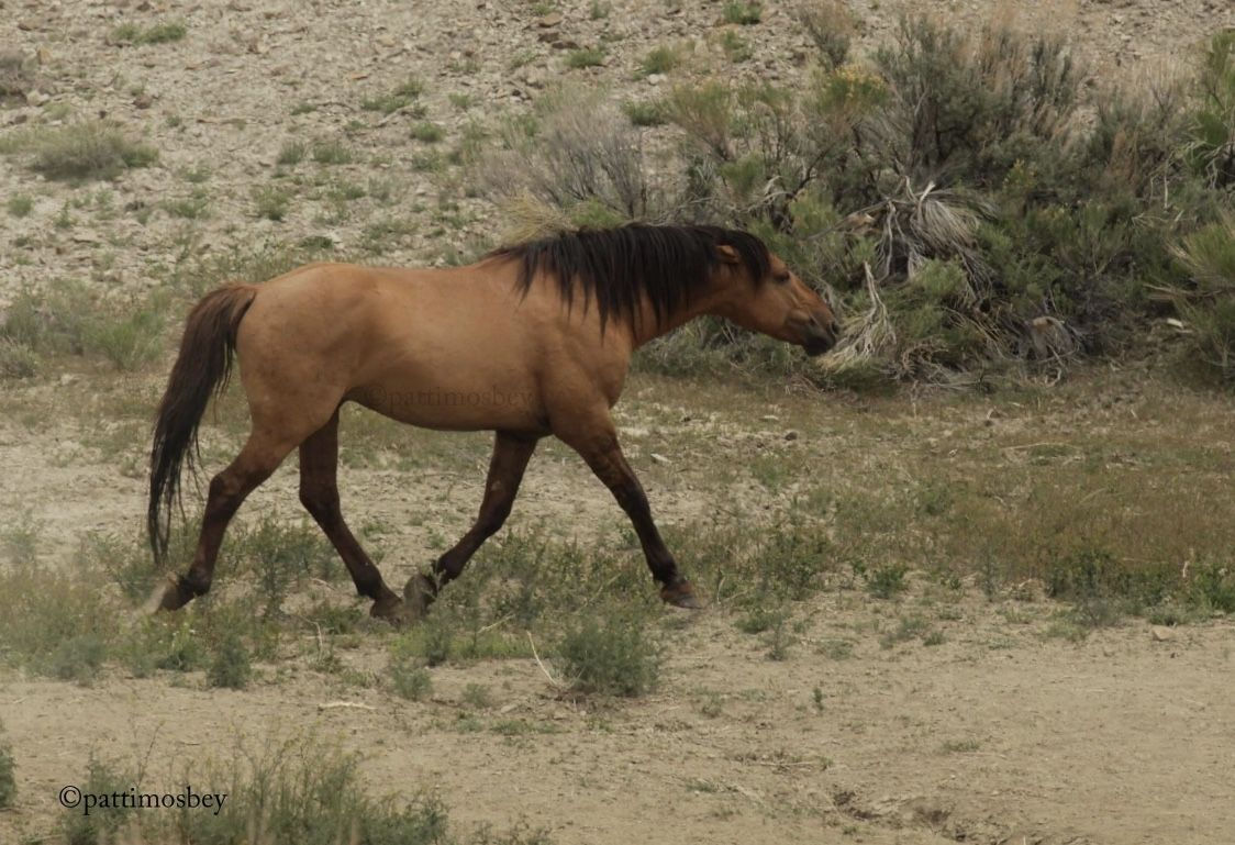 Wallpaper #C2eD8pIBSpphPi3-XnEU188 Wild Mustang Dan in 2020 Horses Wild Horses Mustang Horse