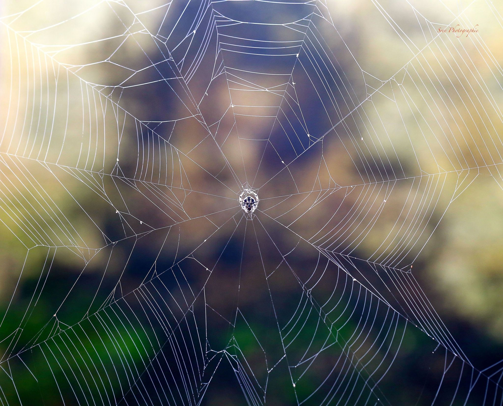 Wallpaper #sBmPEo8BtGB6xQ78TGM041 Web by Sreekumar 500px Nature Webs Photography