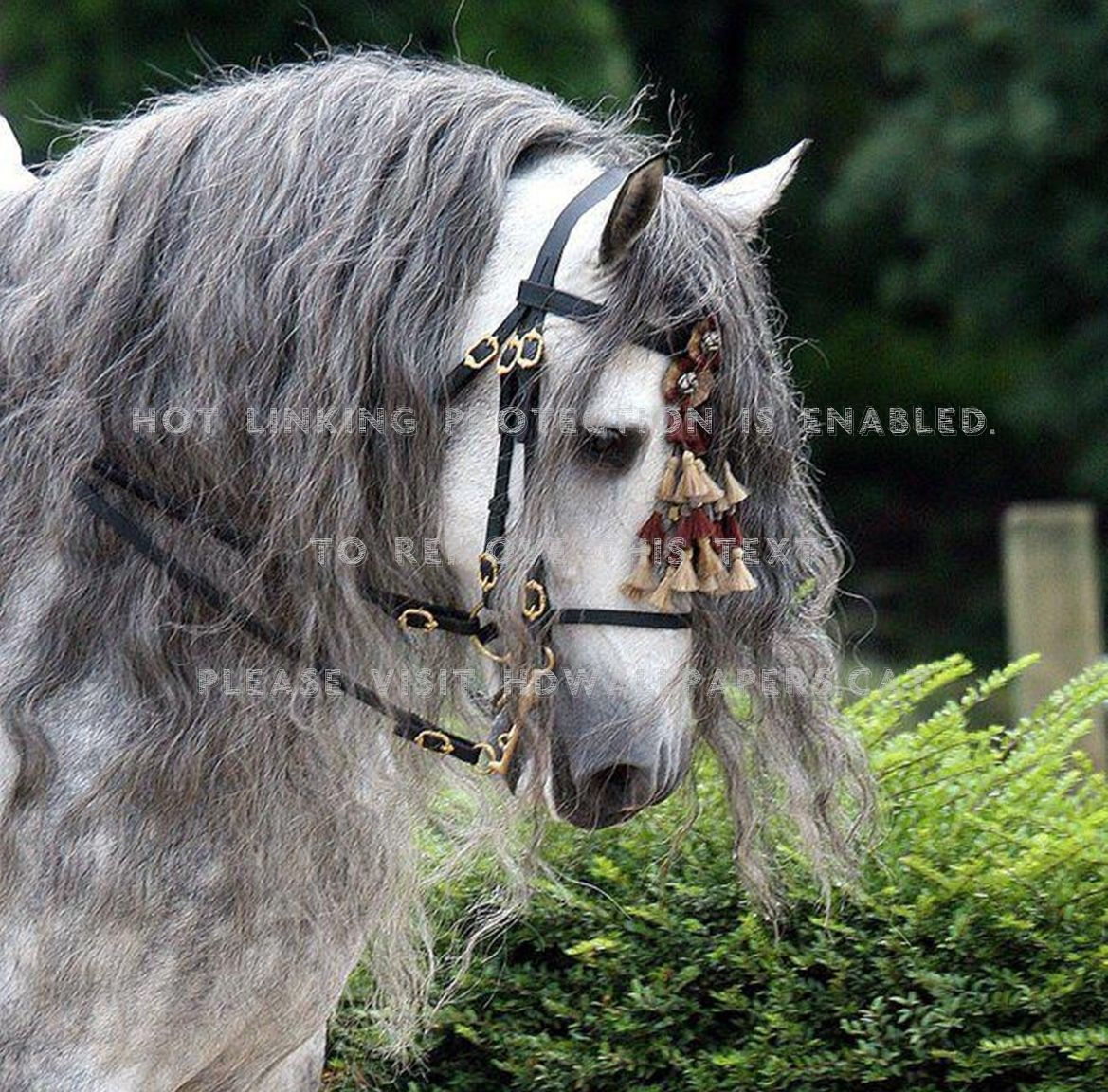 Wallpaper #ovBcgJcBi4JM6agGYCEx107 Dapple Grey Shire Horse Google Search Dapple Grey Horses