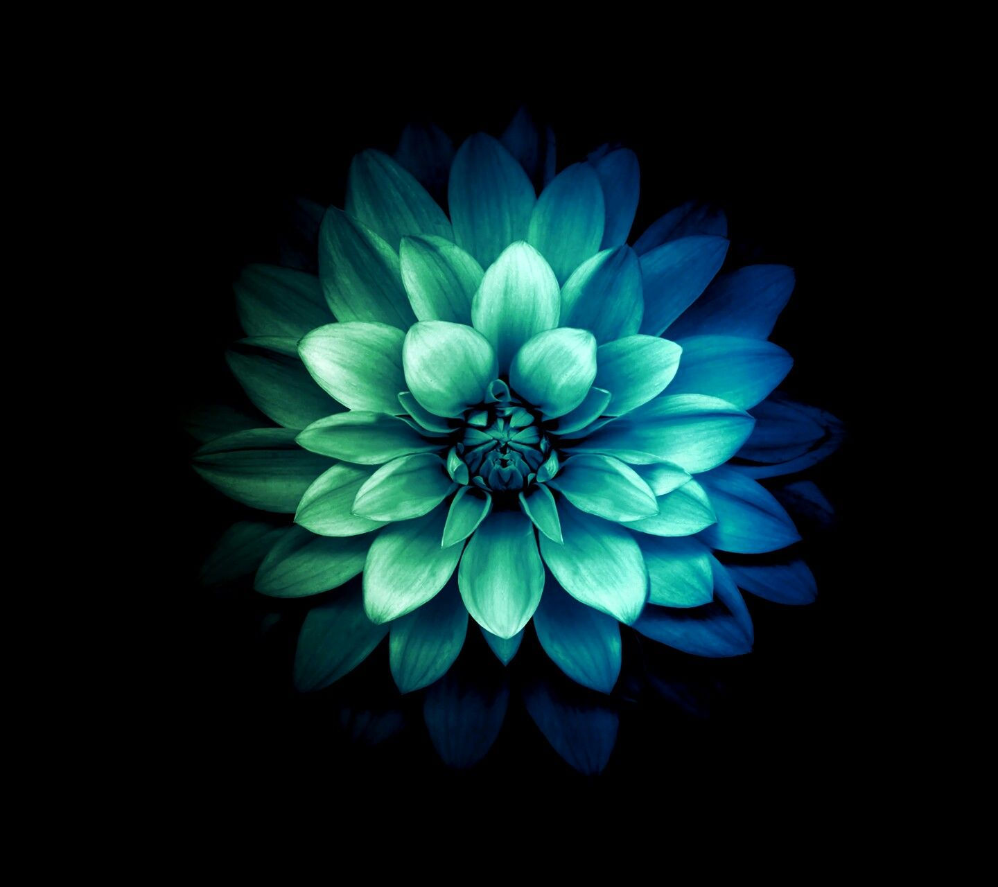 Wallpaper #zGhWIpMBSpphPi3-CTJk28 Abstract Teal Flower Space Wallpaper Teal Flowers Family Time Mom