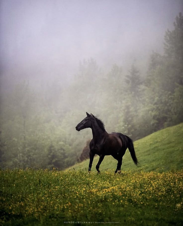 Wallpaper #Obgn3ZIBJvJKYCmEW_8d427 Majestic Black Horse Running in the Fog