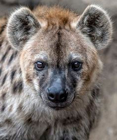 Wallpaper #kWfI6pIBSpphPi3-PkjX298 Spotted Hyena Hyena Brown Hyena Wild Dogs
