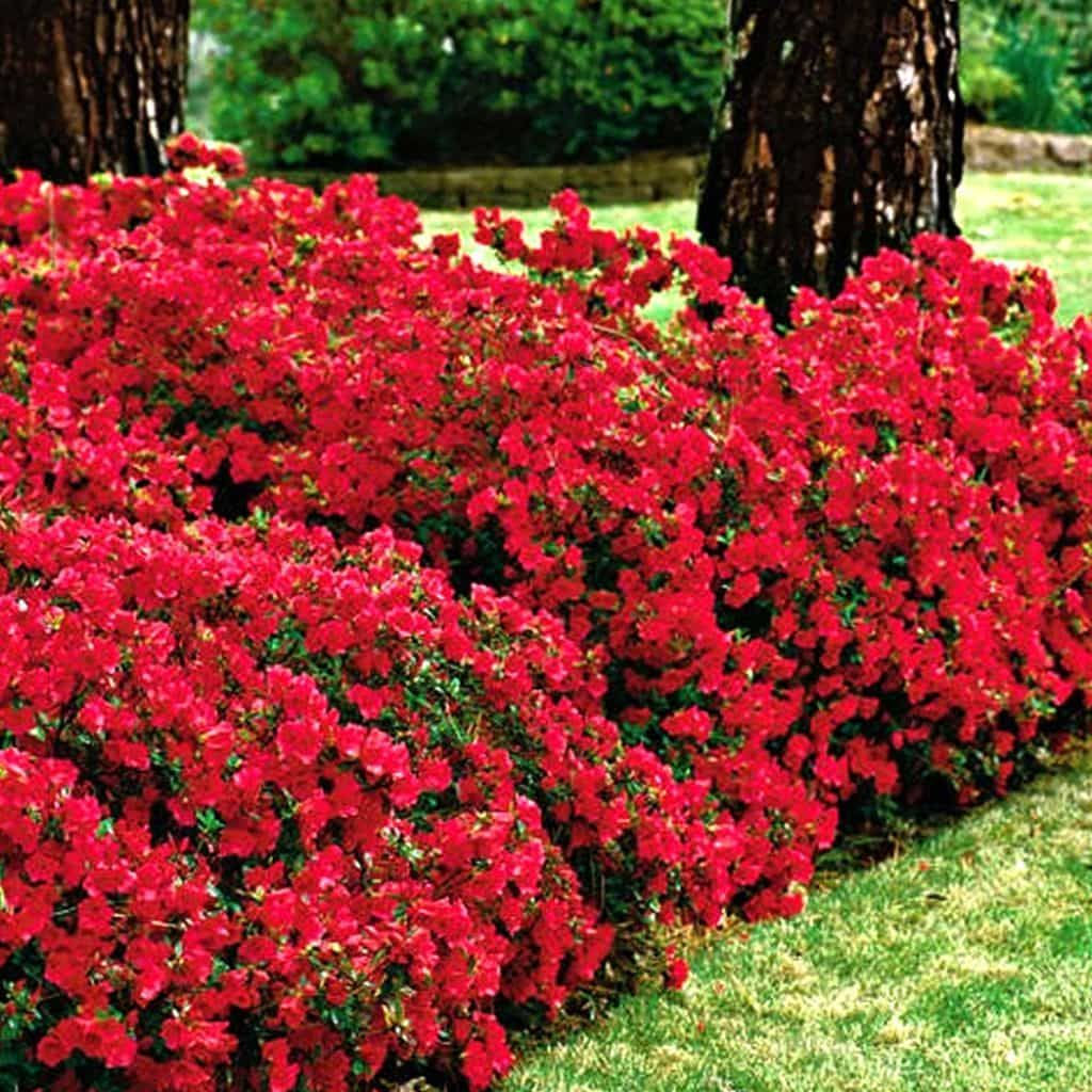 Wallpaper #A26DC Low Flowering Shrubs for Shade Fanny Healthy Life