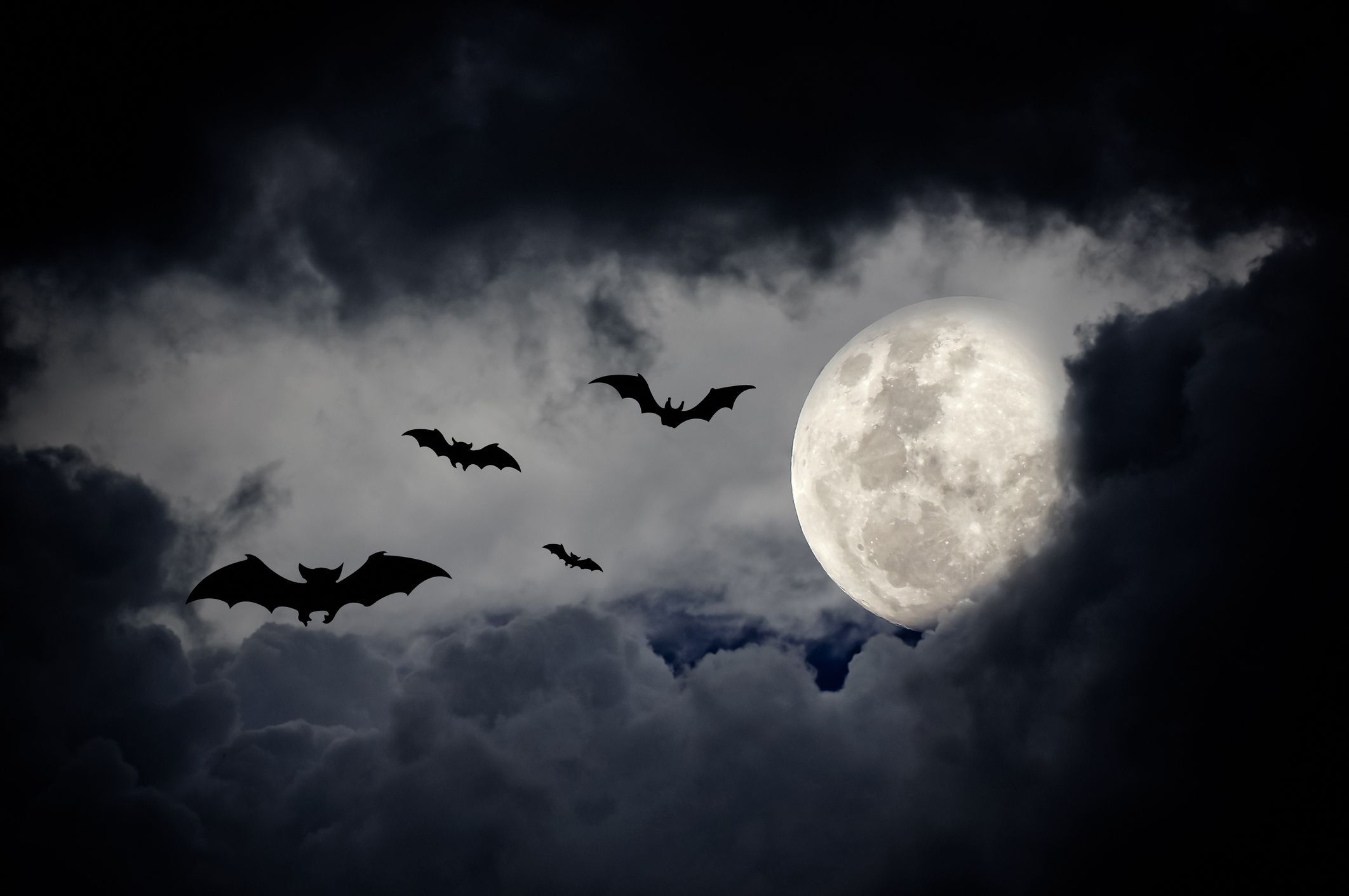 Wallpaper #80b81 Halloween Moon Bats Clipart Halloween Clipart Bats Etsy