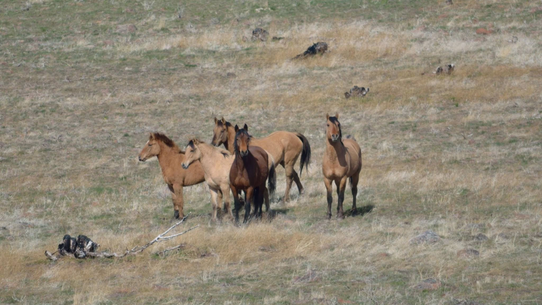 Wallpaper #C2eD8pIBSpphPi3-XnEU104 Pin by Susan Duran on Running Wild and Living Free Kiger Mustang