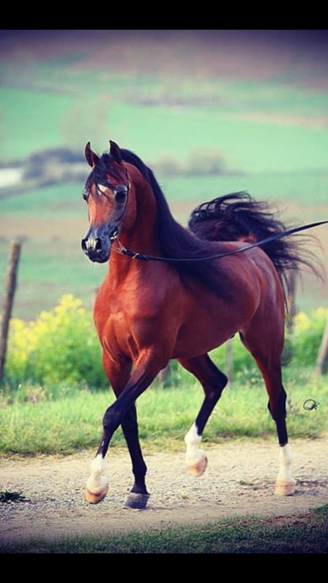 Wallpaper #-x2ULJMBlOZrFDOkz8qk184 Pin by Amy Glick on My Entire World Revolves Around Them Horses